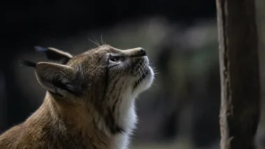Orientarium Zoo Łódź pobiło wakacyjny rekord. Ponad 570 tys. gości