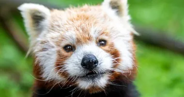 Dzień Pandy Rudej w Orientarium Zoo Łódź
